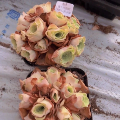 818 山地玫瑰基地不包损