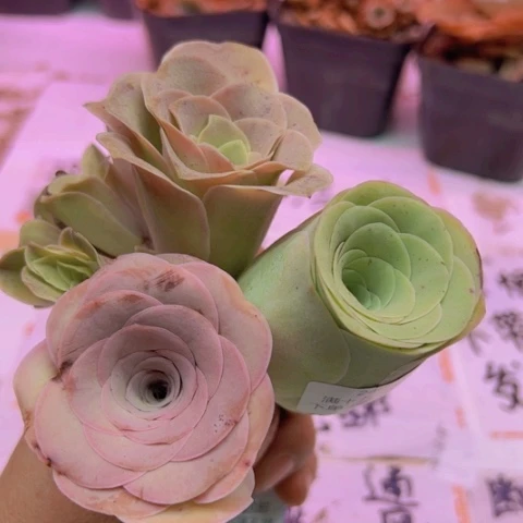 249 山地玫瑰基地福利不包损