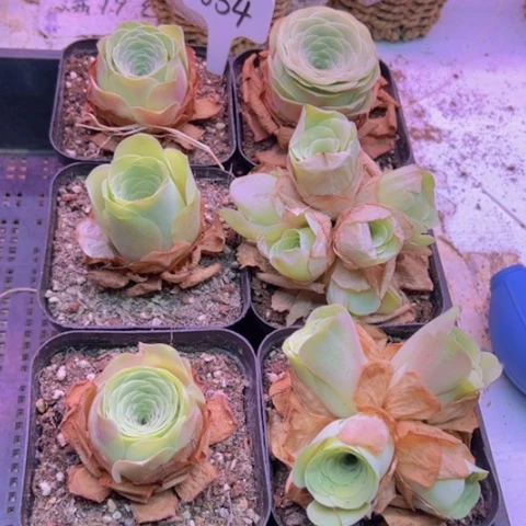 654 山地玫瑰一物一拍