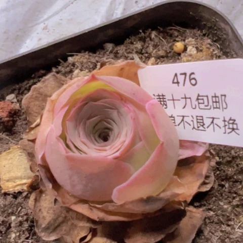 476 山地玫瑰基地福利