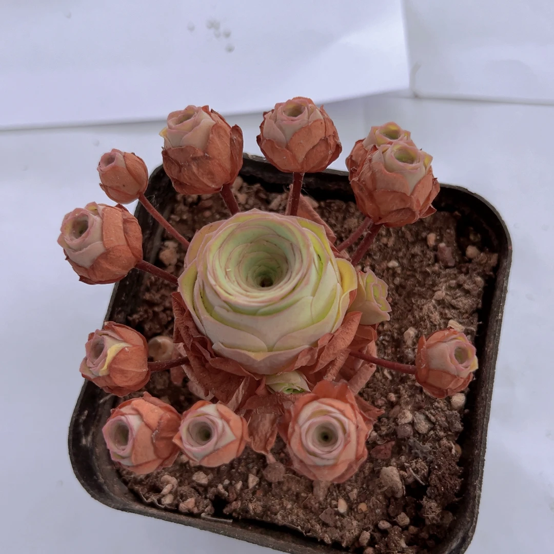 （除偏远满20米包邮）多肉植物山地玫瑰福利捧花群3颗生长期发货