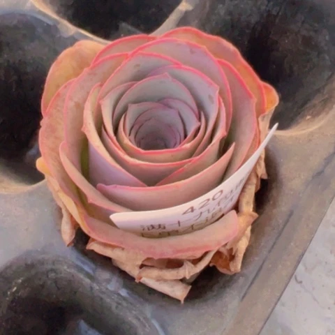 420 山地玫瑰基地福利