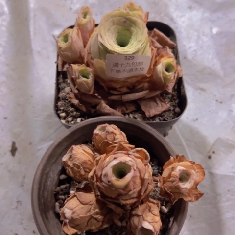 329 山地玫瑰基地不包损