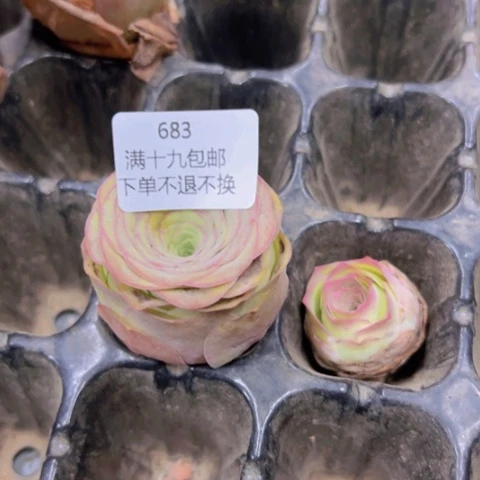 烂*果唯美家山地玫瑰不退不换683