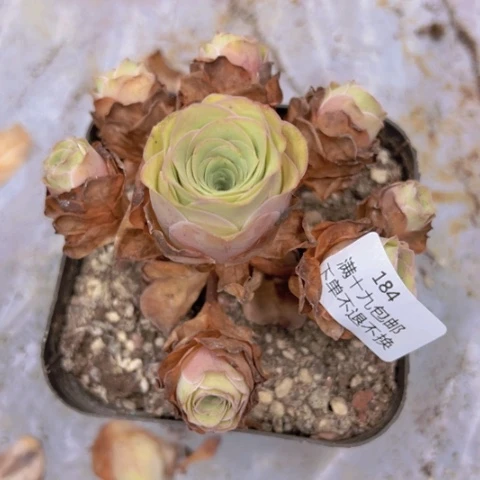 玖*184 山地玫瑰基地不包损