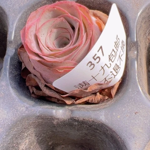 四*仔357 山地玫瑰福利