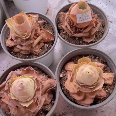 218 山地玫瑰基地不包损