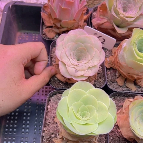 662 山地玫瑰一物一拍