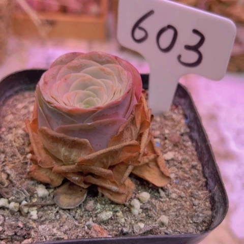 603 山地玫瑰一物一拍