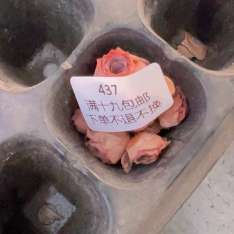 437 山地玫瑰基地福利