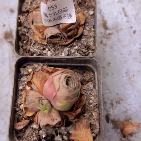 053 山地玫瑰基地福利不包损