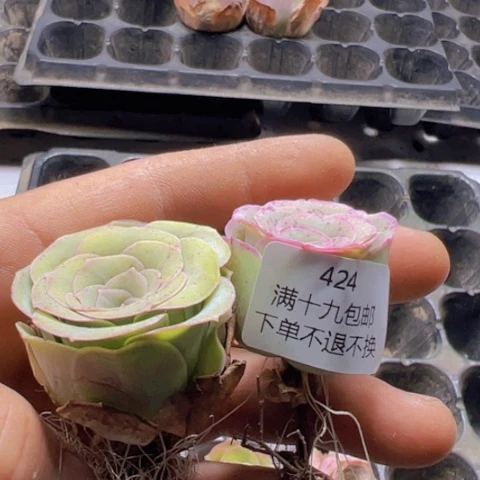 英*山地玫瑰基地直发424