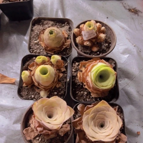 320 山地玫瑰基地不包损