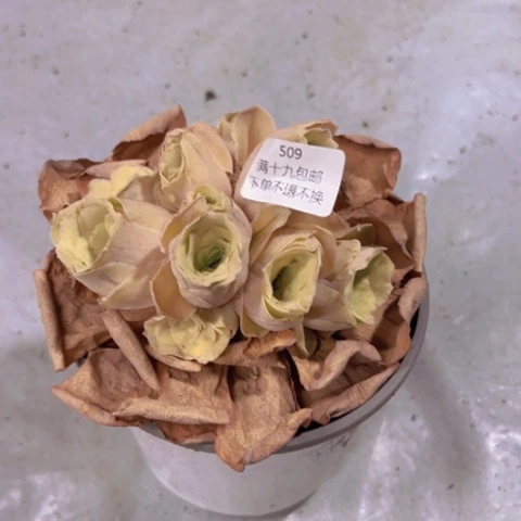 509 山地玫瑰基地不包损