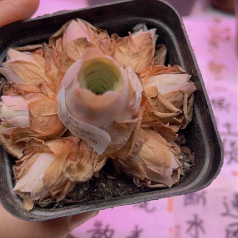 188 山地玫瑰基地不包损