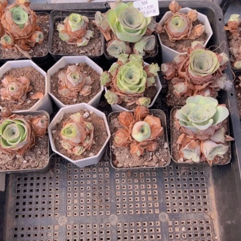 十**?504 山地玫瑰福利不包损