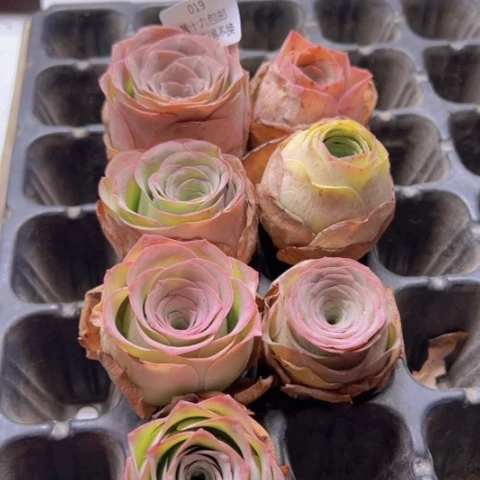 019 山地玫瑰基地福利