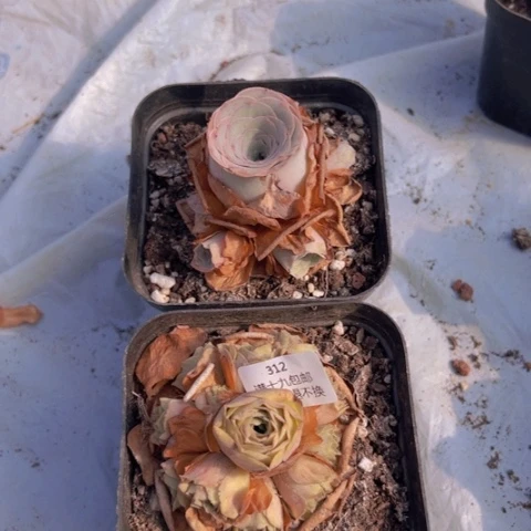 312 山地玫瑰基地不包损