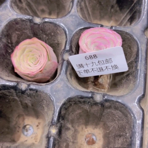 唯美家山地玫瑰不退不换688