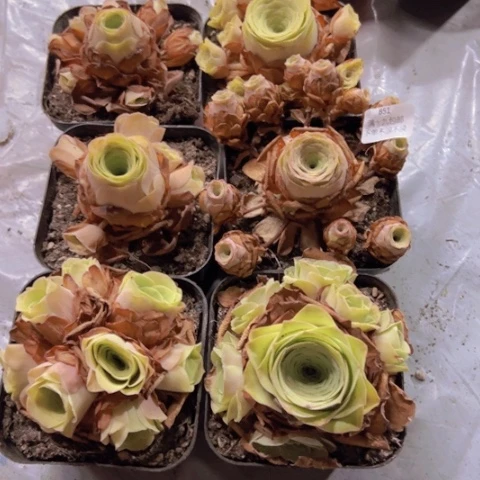 851 山地玫瑰不包损