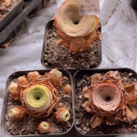 202 山地玫瑰基地不包损