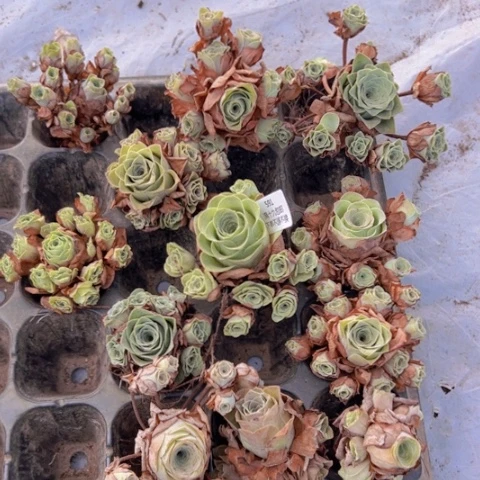 591 山地玫瑰基地不包损