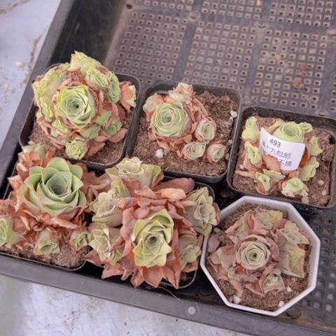 493 山地玫瑰福利不包损