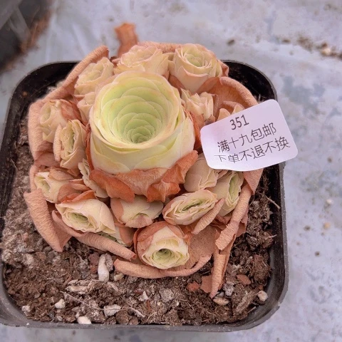 351 山地玫瑰基地直发不包损