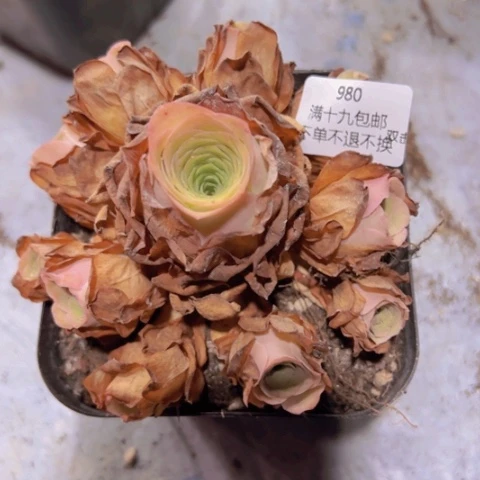 980 2山地玫瑰基地不包损