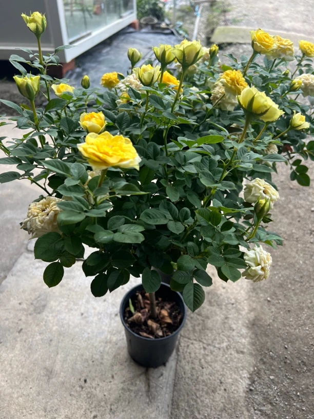 春波 【一加仑黄金海岸棒棒糖】淡香直立厚实耐开抗病性强庭院花卉