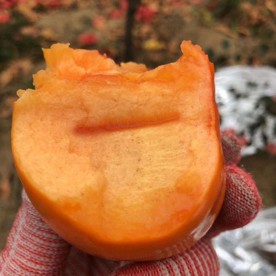 老吴家脆柿子脆甜不涩口不懒净重4.8斤