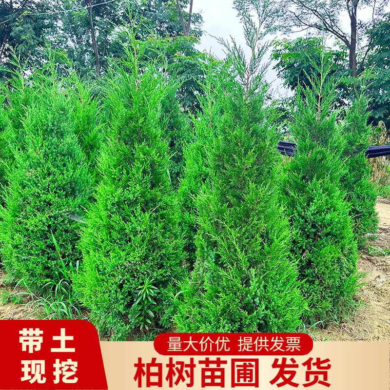 松柏塔柏树苗花镜 侧柏扁柏松柏墓地清明扫墓四季常青观赏盆栽