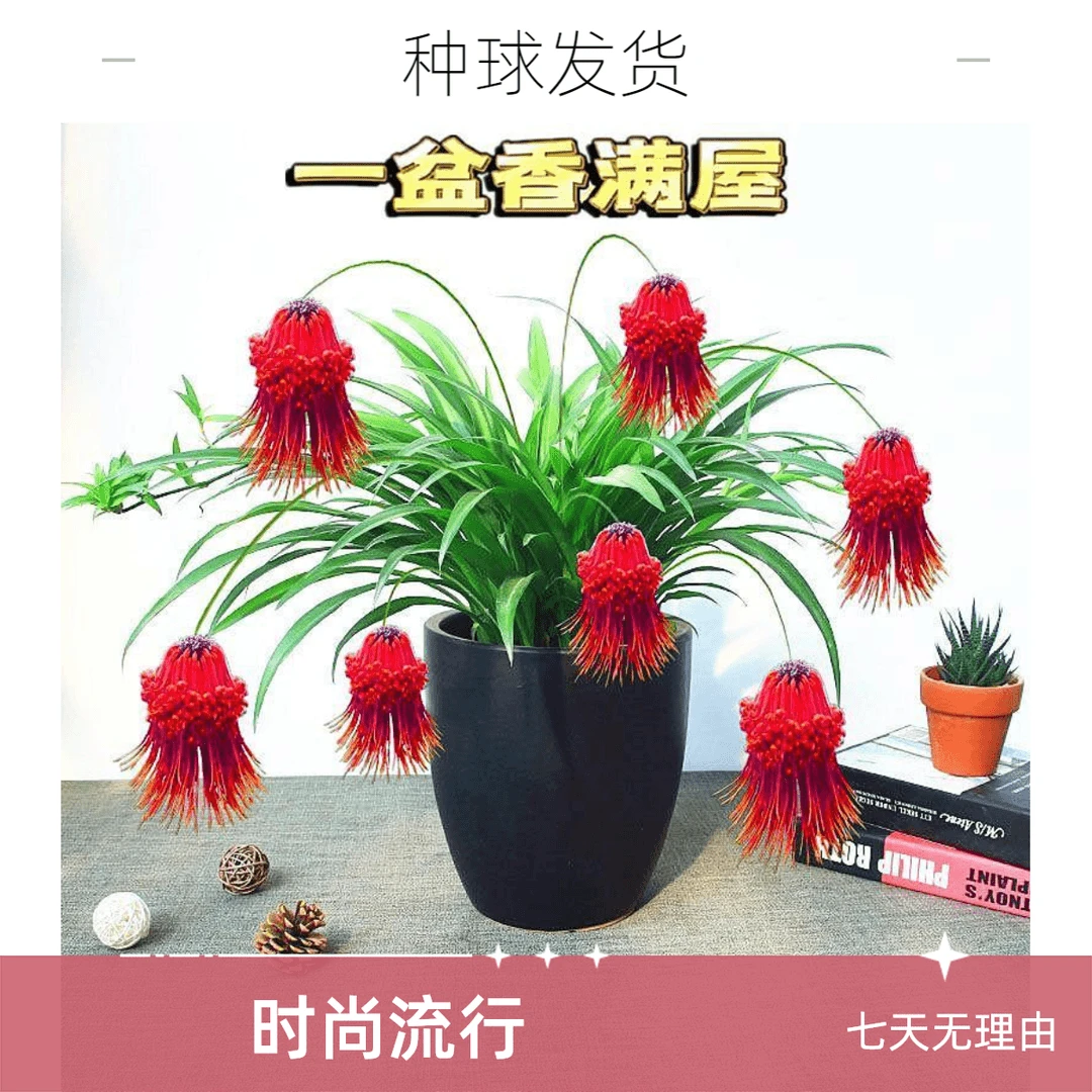 客厅植物花卉灯笼花室外四季阳台吊兰绿植耐寒水培开花种球盆栽