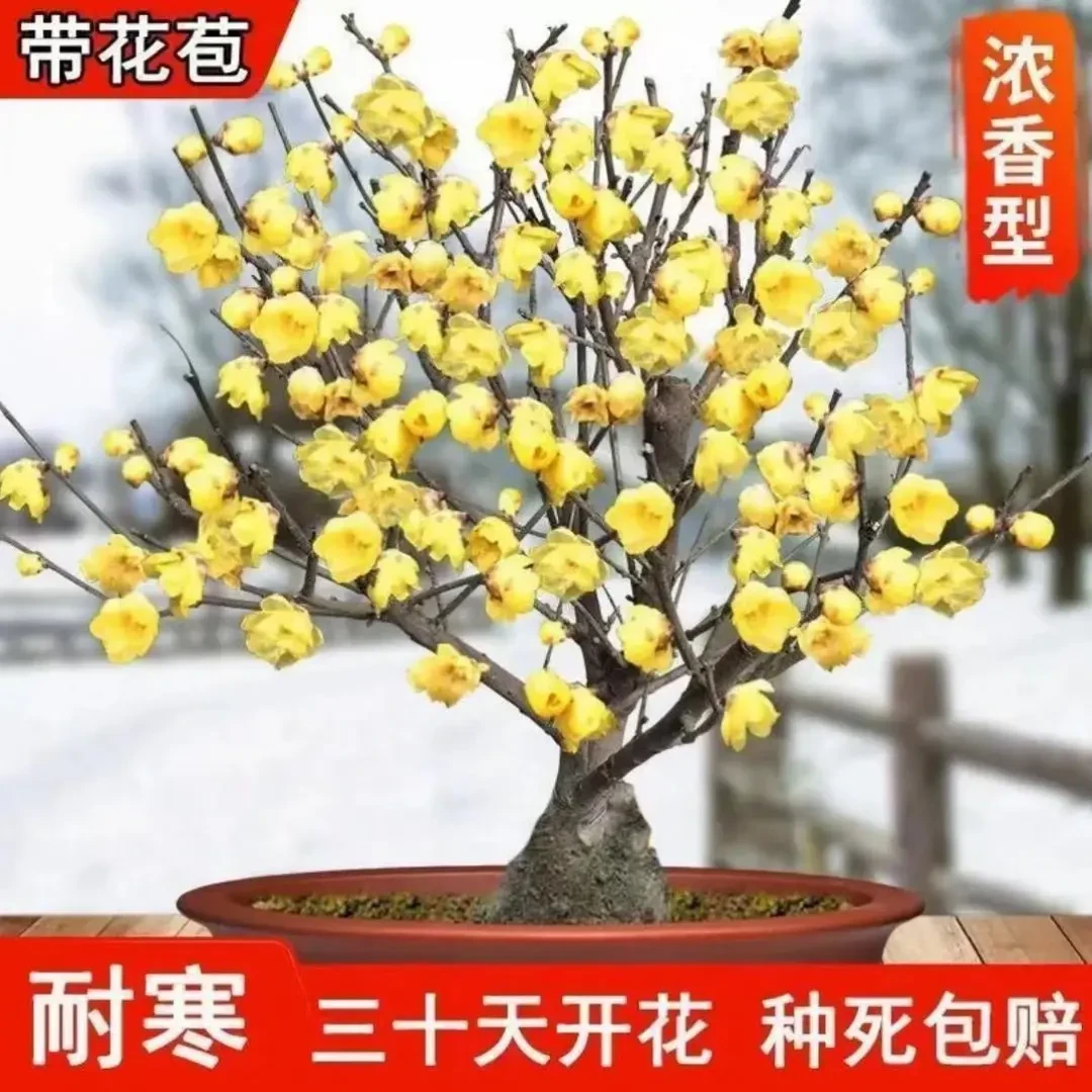 耐寒腊梅【带花苞】三十天开花浓香梅花地栽树苗四季开花卉室外绿植