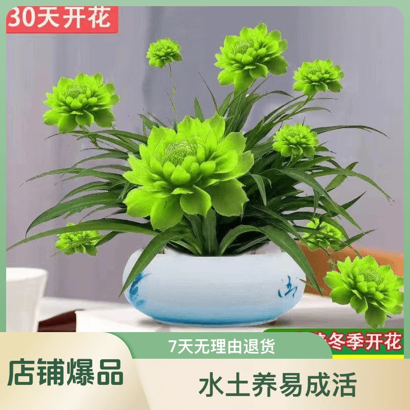 花卉超浓香型耐旱盆栽耐旱四季养便宜好看月光水土大全兰开花绿植