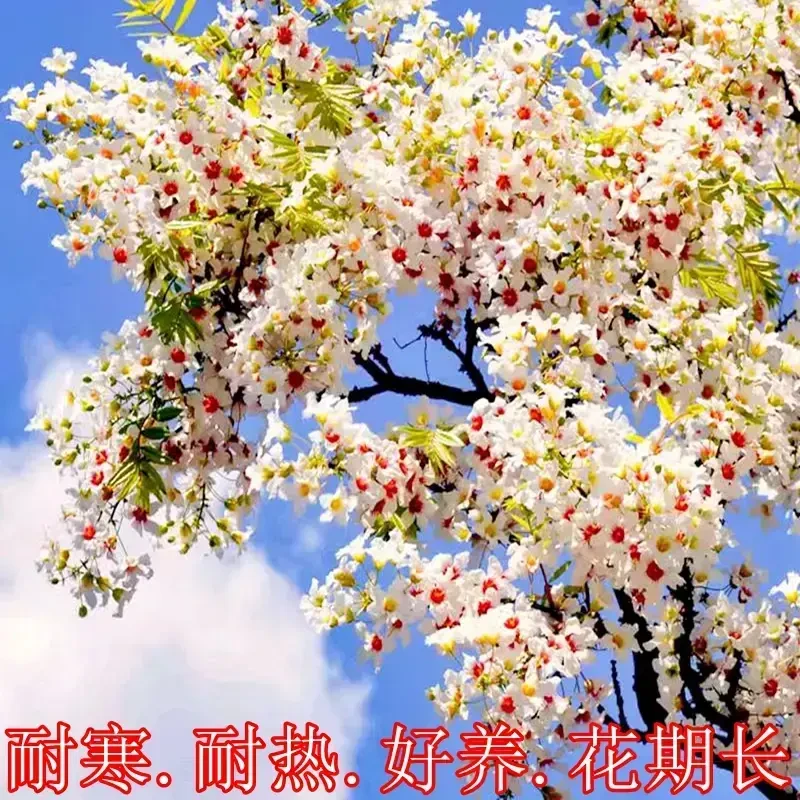 【现挖现发】文冠树状元花树苗  老基地高品质精品大苗春夏种植树