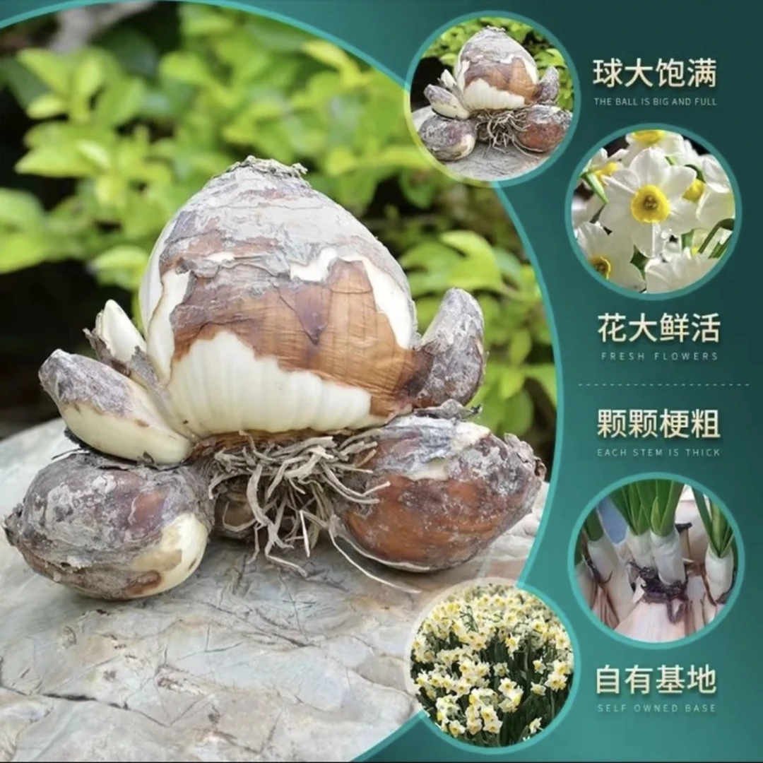 （花王）漳州精选水仙花大种球浓香型花卉室内外水培绿植