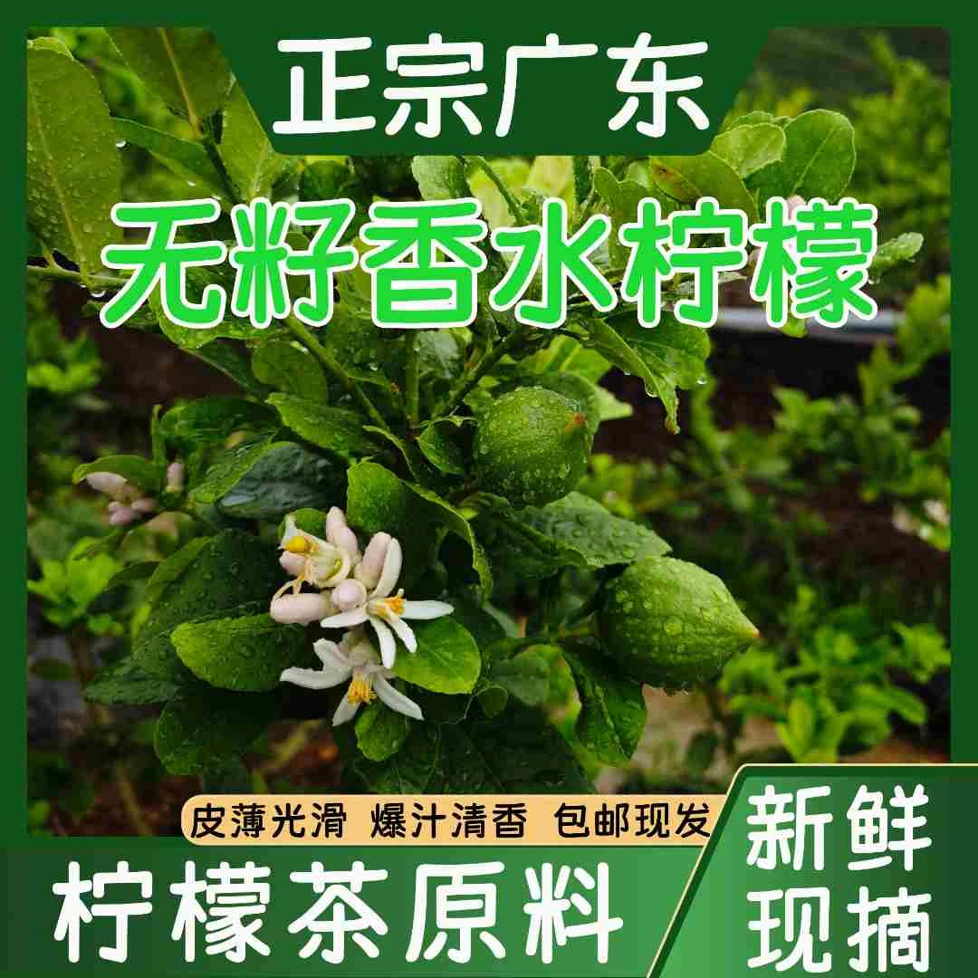 【次一级】广东江门无籽香水柠檬经济果香浓郁多汁自家果场采摘