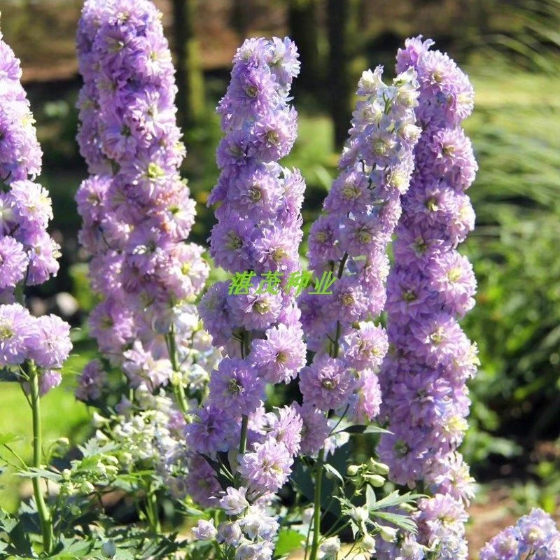 重瓣大花飞燕草种子多年生花苗四季盆栽宿根耐寒阳台庭院花卉花籽