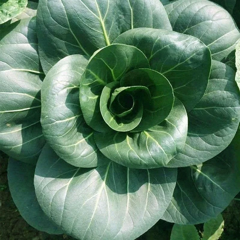 北京香肉菜种子可采收耐寒耐热春秋四季播种青菜蔬菜种子