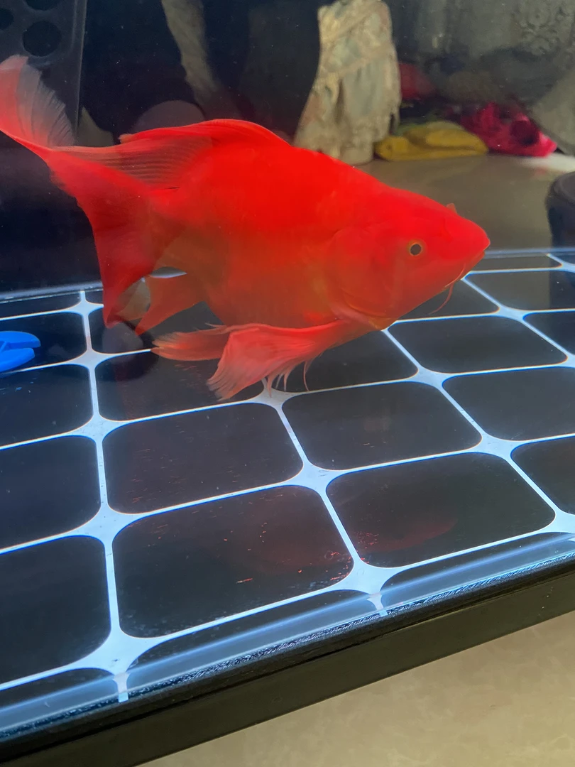 红蝴蝶鲤 大鳍大尾