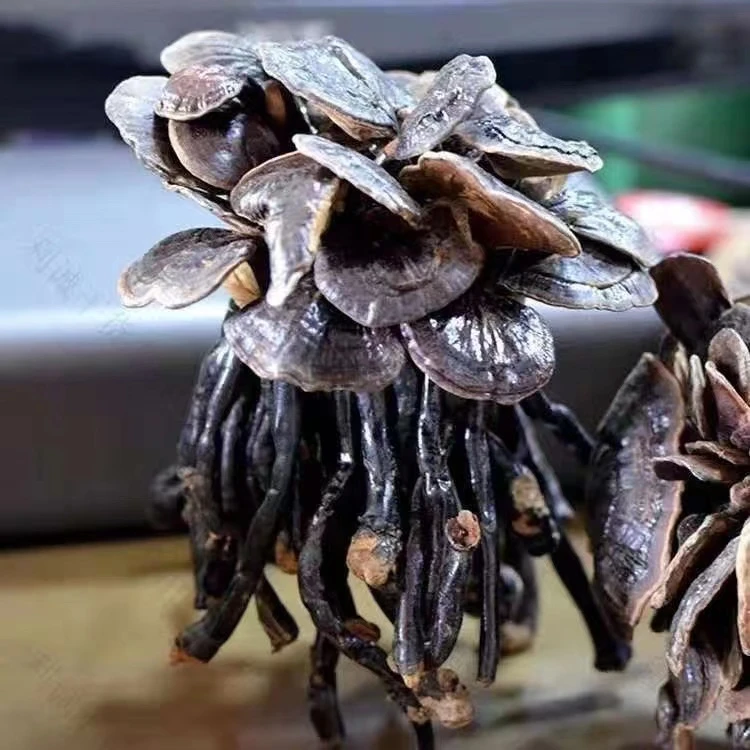 竹灵芝、滇西甄选、农产品、土特产