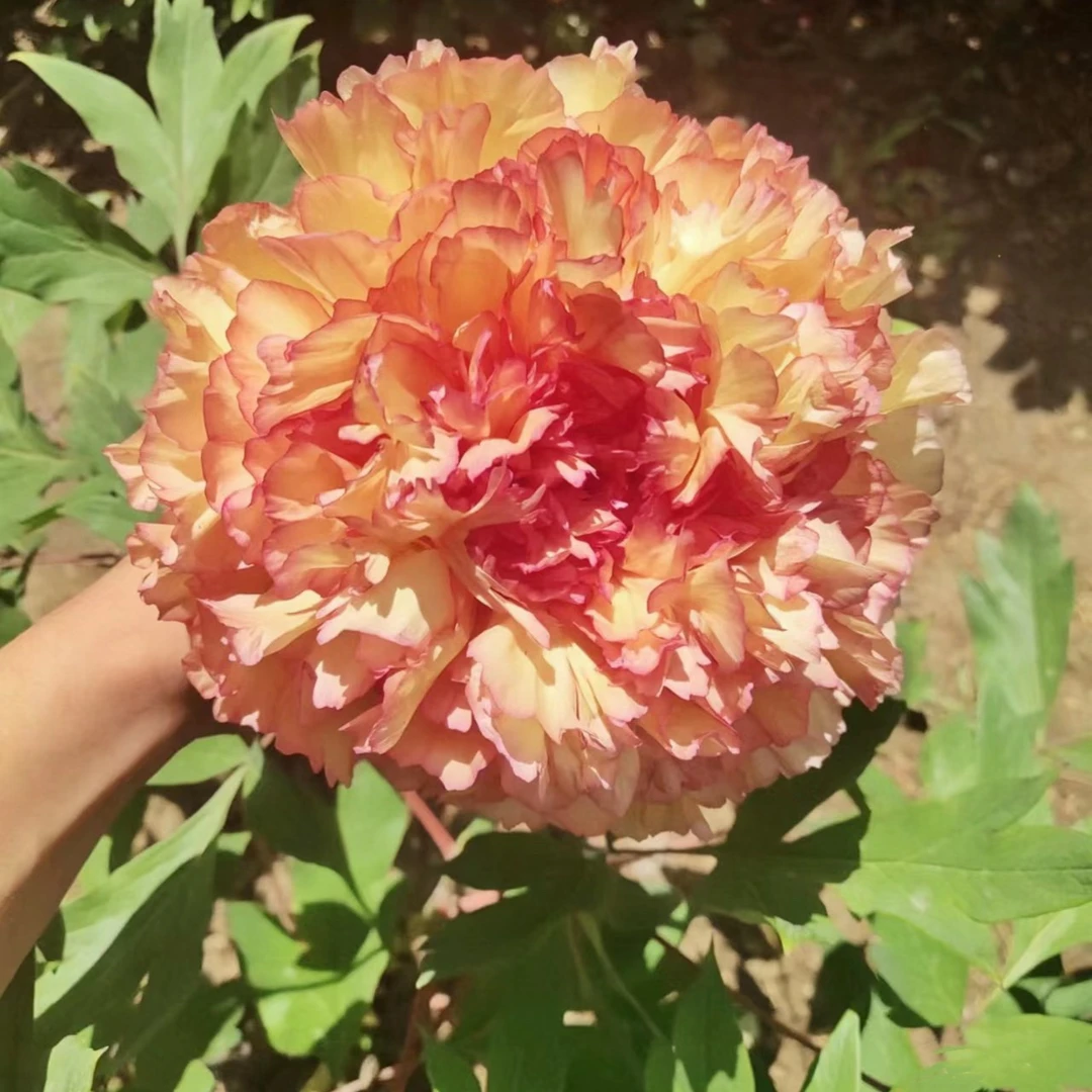 【金阁】耐寒耐晒复色系观赏牡丹花4月开花15天养死补发包邮