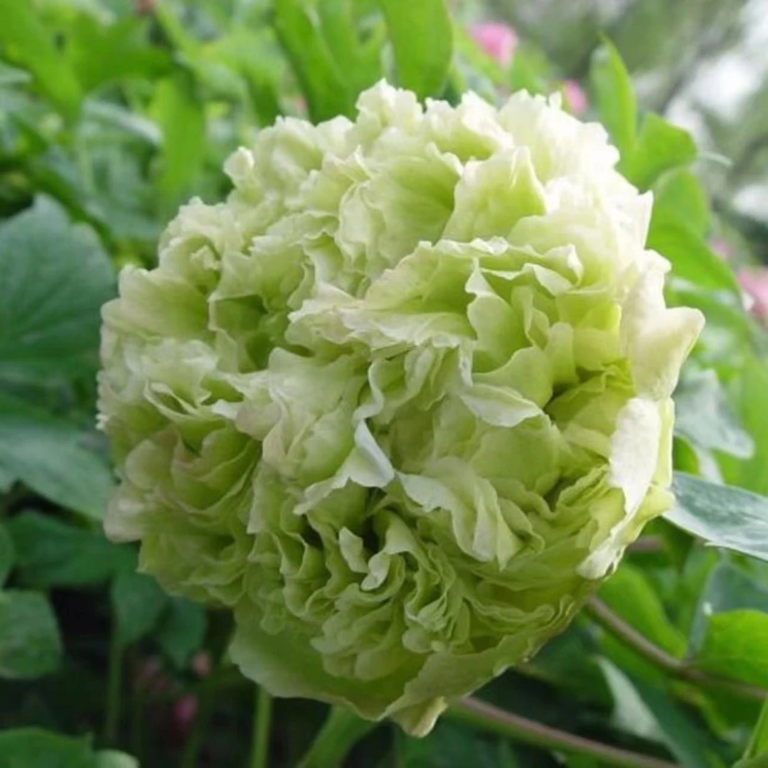 【豆绿】四大名品绿牡丹4月开花15天养死补发包邮