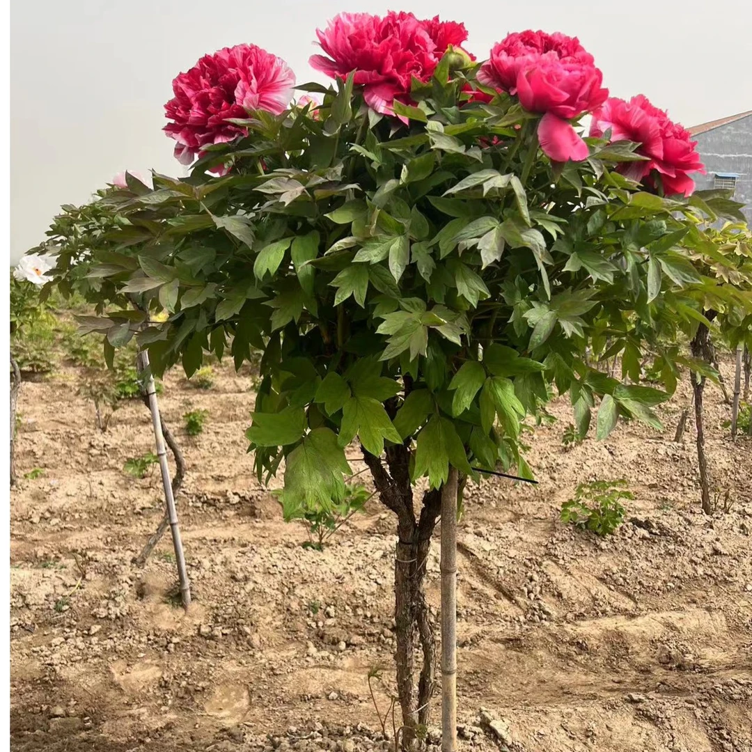 【树形杆牡丹】木架发货4月开花15天养死补发包邮