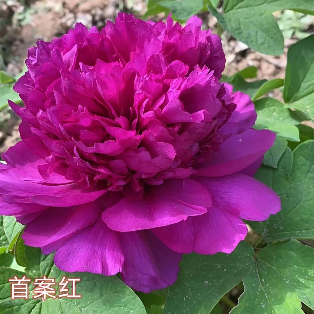 【首案红】耐寒耐晒观赏牡丹花4月开花15天养死补发包邮