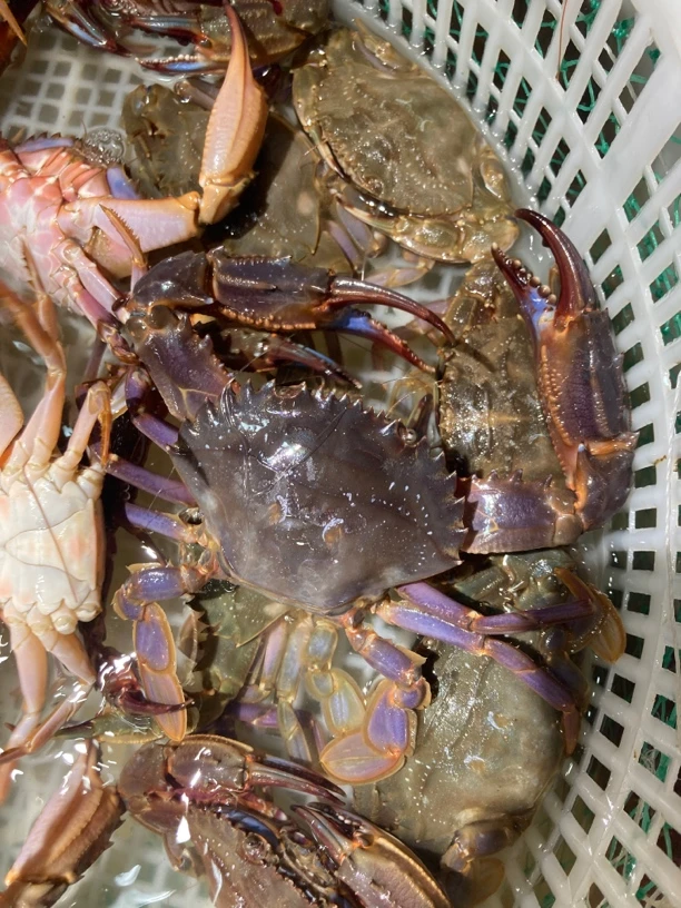 赤甲红大连本地货保鲜不包活断腿嫌小勿拍可能有皮筋