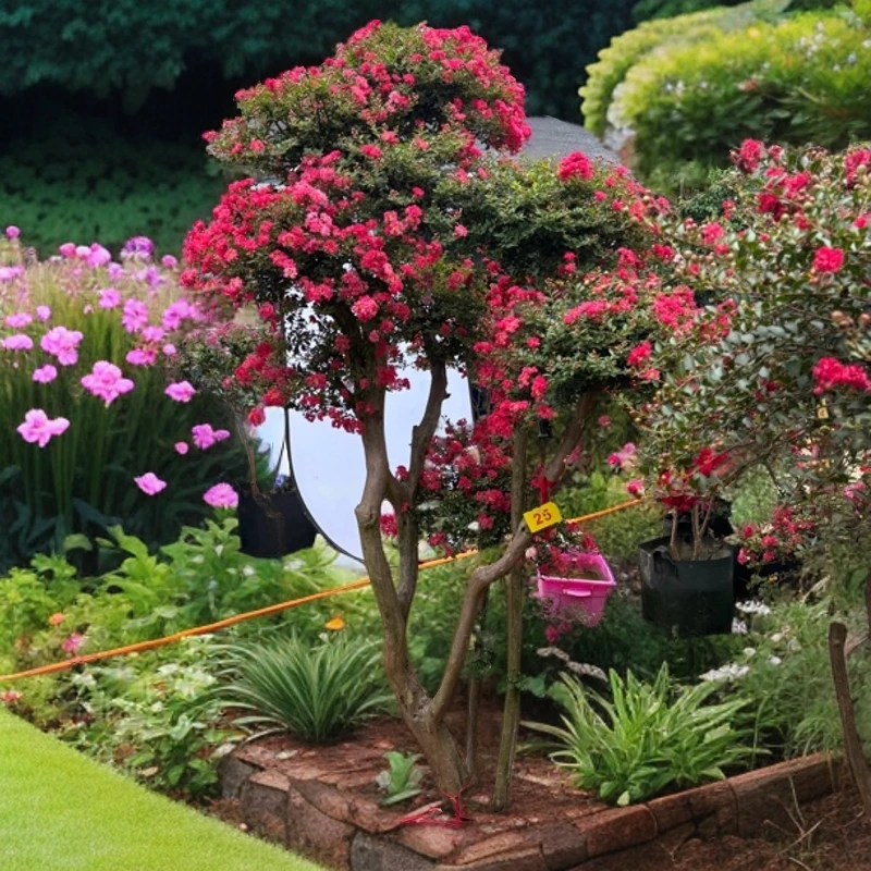 紫薇花造型树姬灵珑红老桩庭院花园别墅造景绿化景观工程专用花卉
