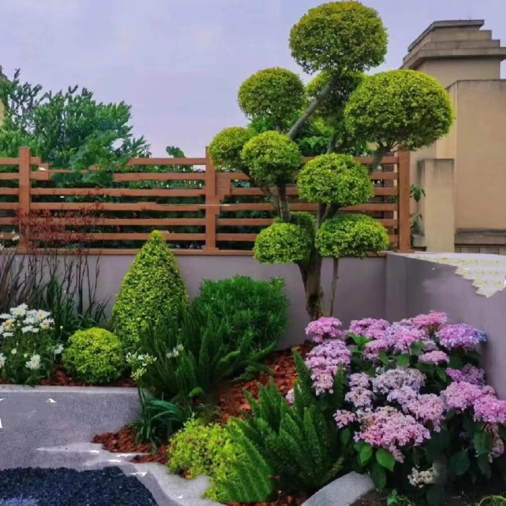 亮金女贞庭院花园观赏造型树盆景地景夏季春季桂花黄色冬季