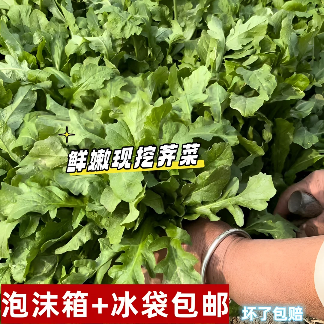 正宗荠菜新鲜现挖露天生长荠菜野荠菜包饺子包馄饨做蒸菜新鲜蔬菜